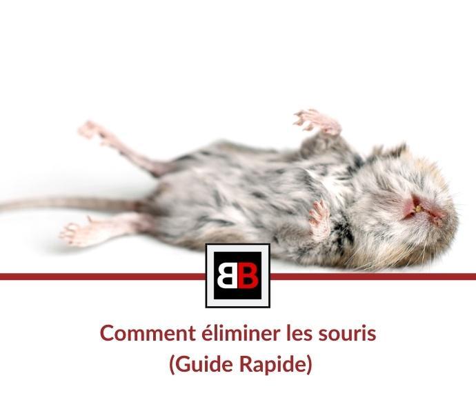 Comment éliminer les souris (Guide Rapide)