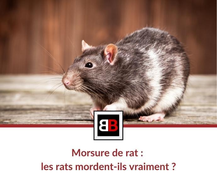 Morsure de rat : les rats mordent-ils vraiment ?