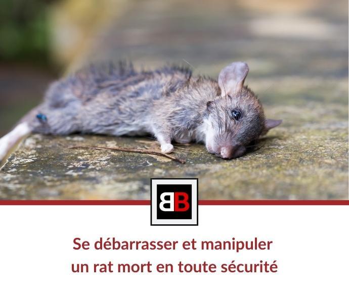 Se débarrasser et manipuler un rat mort en toute sécurité