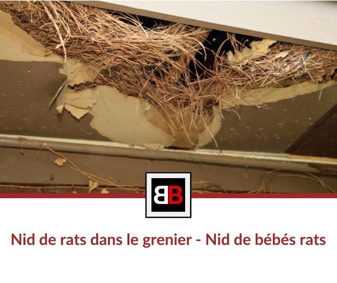 Nid de rats dans le grenier - Nid de bébés rats