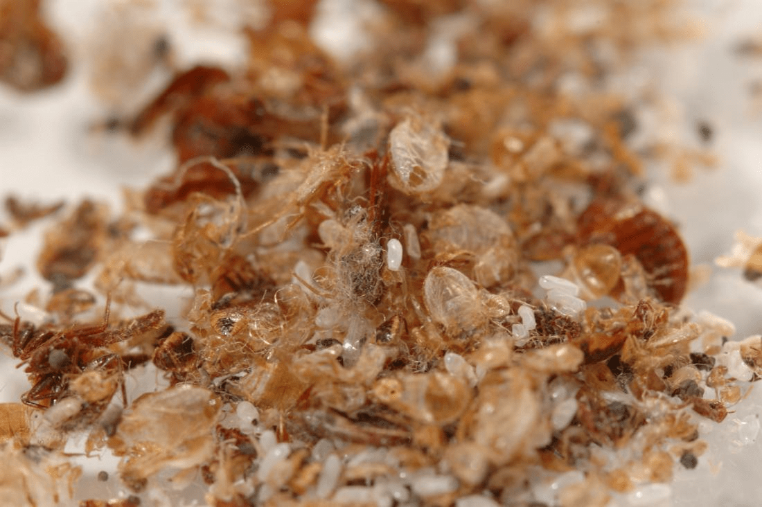 La recherche de punaises de lit consiste notamment à rechercher de tachess brun rougeâtre causées par leurs excréments et la peau claire des nymphes à mesure qu'elles mûrissent.