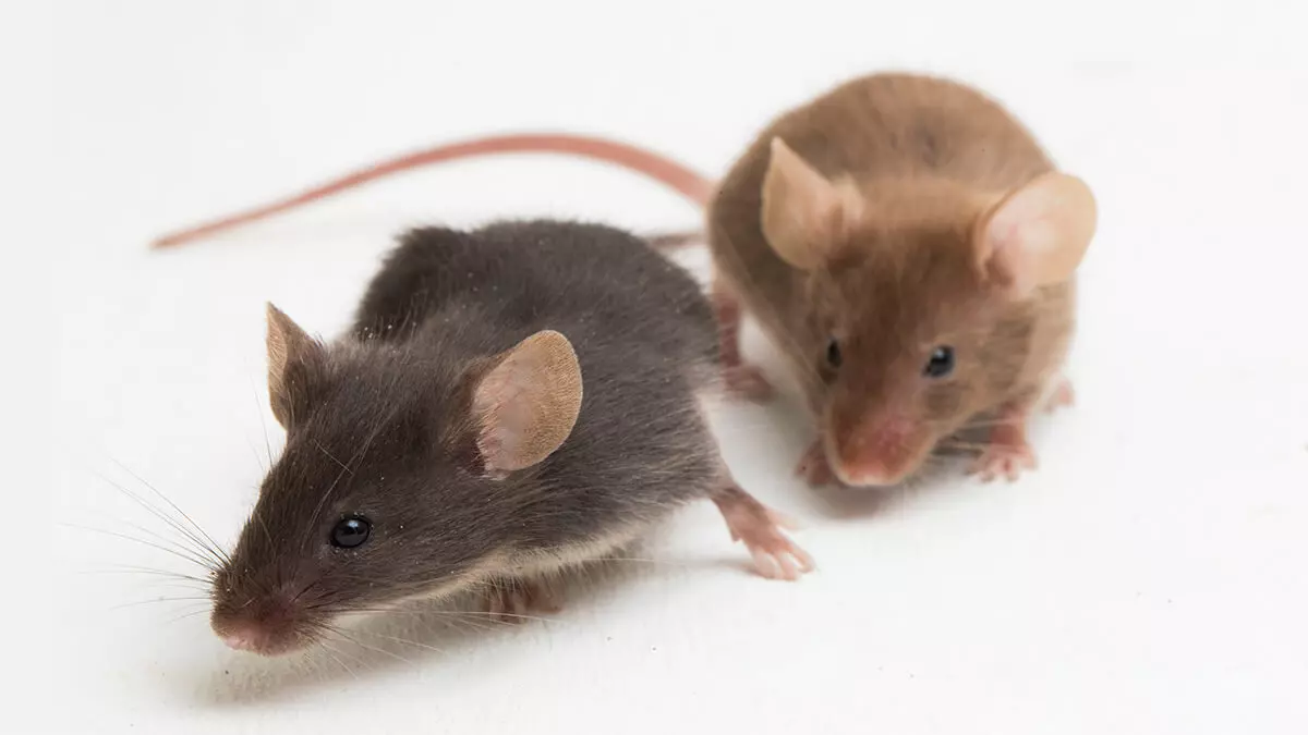 Rats ou souris: les différences
