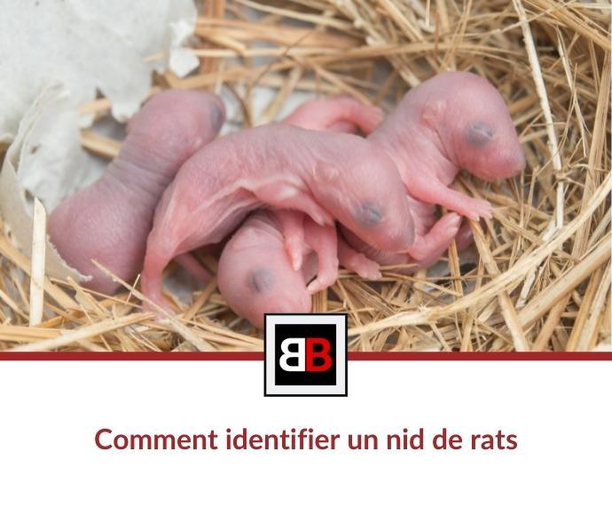 Comment identifier un nid de rats