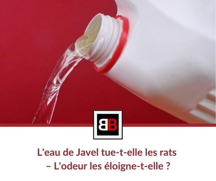 L'eau de Javel tue-t-elle les rats (l'odeur les fait fuir ?) ?