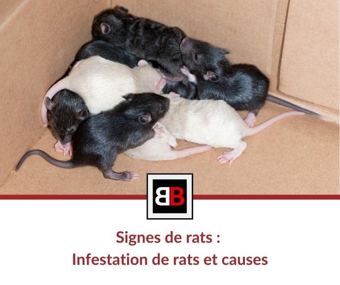 Signes de rats : Infestation de rats et causes