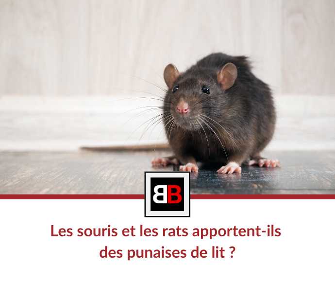 Les souris et les rats apportent-ils des punaises de lit ?