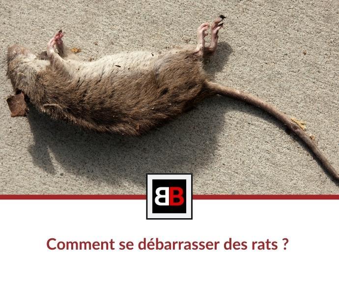 Comment se débarrasser des rats (Guide rapide)