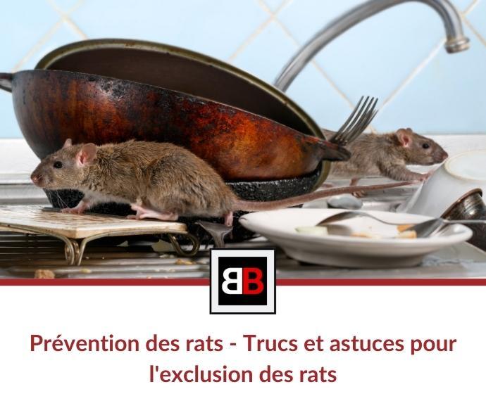 Prévention contre les infestations de rats (conseils et astuces)