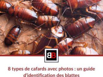 8 types de cafards avec photos : un guide d’identification des blattes